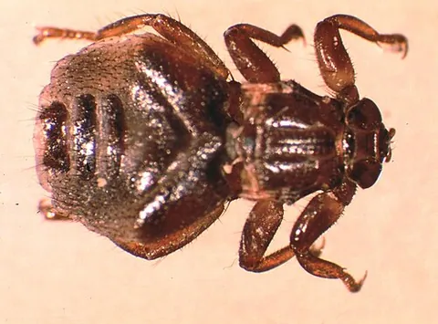 ked: any of the family Hippoboscidae of obligate parasites, especially the sheep ked, Melophagus ovinus