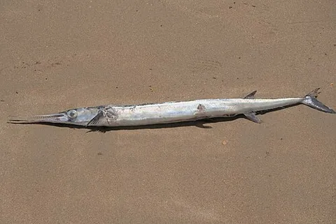 keel-jawed needlefish: a large, yet long and thin needlefish of the species of genus Tylosurus, common gamefishes in the...