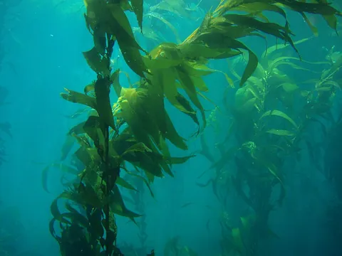kelp: any of several large brown algae seaweeds (especially of order Laminariales)