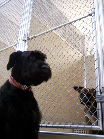 kennel: a house or shelter for a dog