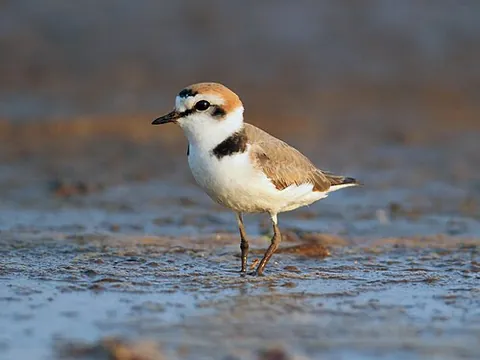 kentish plover: charadrius alexandrinus, a small wader that breeds in a wide range, from southern Europe to Japan...