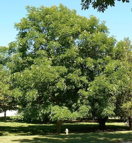 kentucky coffeetree: a widely-dispersed but rare tree, of species Gymnocladus dioicus, native to the midwest of North...