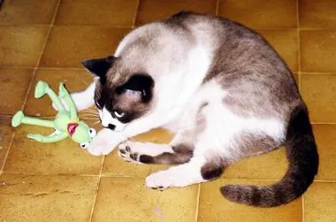 kermit: a male given name from Manx