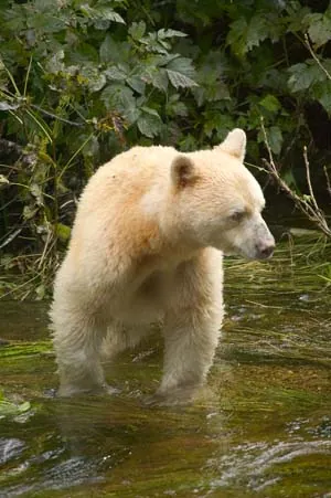 kermode bear: a subspecies of the American black bear, Ursus americanus kermodei found in British Columbia, some...