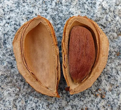 kernel: the core, center, or essence of an object or system