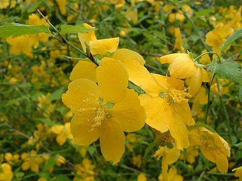 kerria: a deciduous shrub with five-petalled yellow flowers, of species Kerria japonica, sole species in...