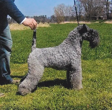 kerry blue terrier: a breed of dog, originally bred to control vermin including rats, rabbits, badgers, foxes, otters...