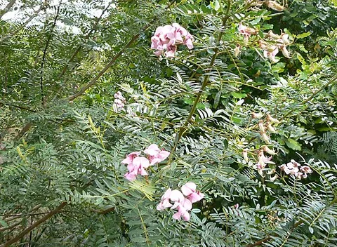 keurboom: a species of tree, Virgilia oroboides, noted for its pretty lilac flowers