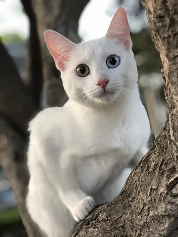 khao manee: a cat of a rare breed originating in Thailand, pure white with a short, smooth, close-lying coat