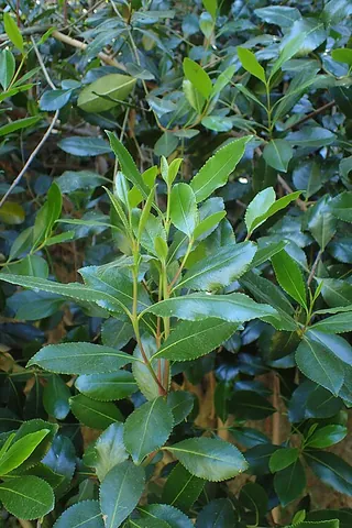 khat: a shrub, Catha edulis, whose leaves are used as a mild stimulant when chewed or brewed as tea; also...