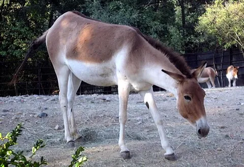 kiang: a large wild ass, Equus kiang, native to the Tibetan Plateau
