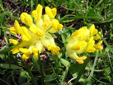 kidney vetch: a medicinal plant, of species Anthyllis vulneraria, in the pea family