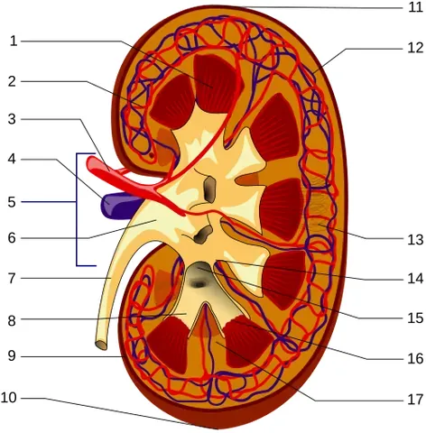 kidney: an organ in the body that filters the blood, producing urine