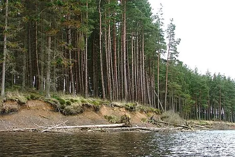 kielder forest: a large forestry plantation in western Northumberland, England, which surrounds Kielder Water and...