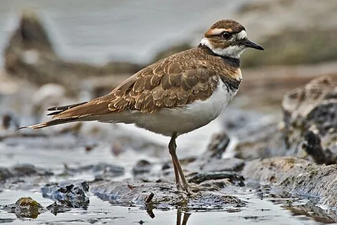 killdeer: a North American plover (Charadrius vociferus) with a distinctive cry and territorial behavior that...
