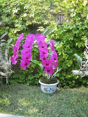 kimilsungia: a hybrid cultivar of orchid, Dendrobium Clara Bundt 'Kimilsungia'