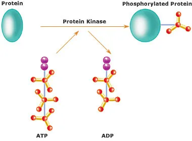 kinase: any of a group of enzymes that transfer phosphate groups from high-energy donor molecules, such as...