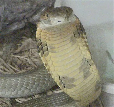 king cobra: a large venomous snake found in East Asia (Ophiophagus hannah), the longest venomous snake in the...