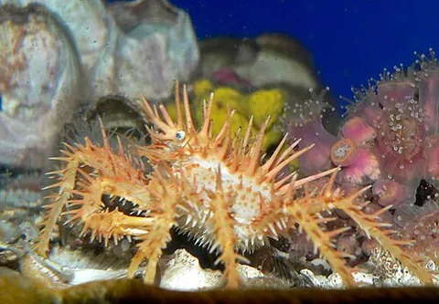 king crab: any highly prized crab-like crustacean in the subfamily Lithodinae