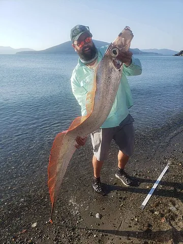 king-of-the-salmon: any member of the species Trachipterus altivelis (syn, Trachipterus rex-salmonorum), of the family...