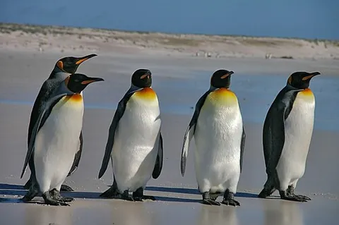 king penguin: a large penguin, Aptenodytes patagonicus, that lives on the coast of Antarctica and nearby islands