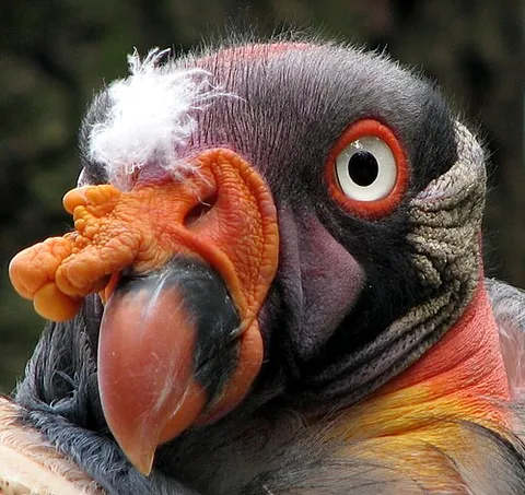king vulture: a widespread species of New World vulture, Sarcoramphus papa