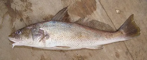 kingfish: any of several food fishes of the genus Menticirrhus from the Atlantic; kingcroakers