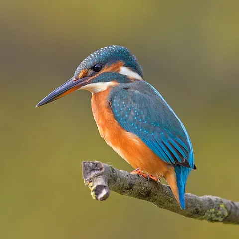 kingfisher: any of various birds of the suborder Alcedines (or the family Alcedinidae sensu lato), having a...