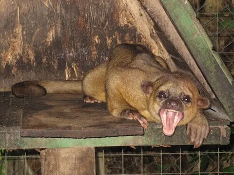 kinkajou: potos flavus, a carnivorous mammal of Central America and South America with a long, prehensile...