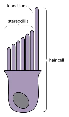 kinocilium: a special type of cilium on the apex of hair cells, located in the sensory epithelium of the...
