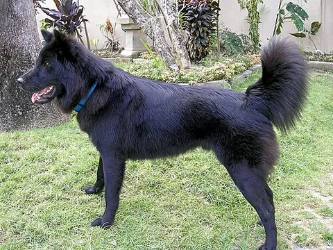 kintamani: a dog native to the Indonesian island of Bali, which originated from the Kintamani region
