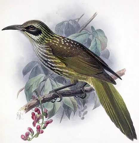 kioea: any member of the species †Chaetoptila angustipluma of extinct Hawaiian birds
