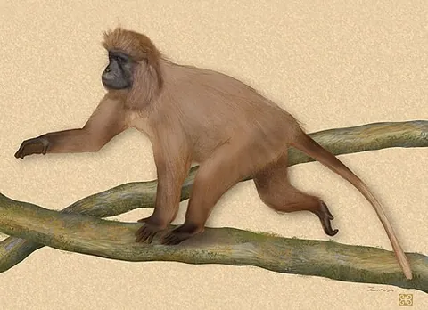 kipunji: an arboreal Old World monkey of species Rungwecebus kipunji from Tanzania