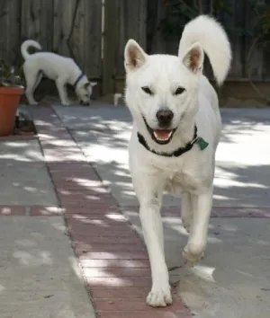 kishu ken: a dog of a Japanese breed descended from ancient medium-sized breeds
