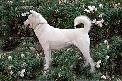 kishu: a Japanese breed of spitz dog