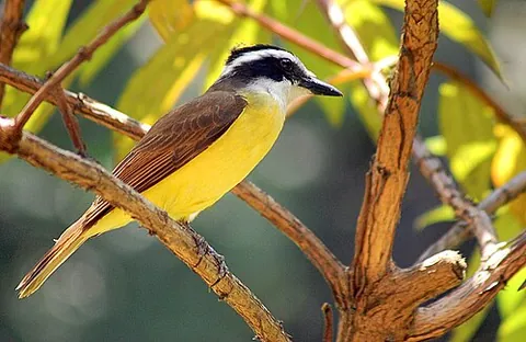 kiskadee: either of two species of bird in the tyrant flycatcher family