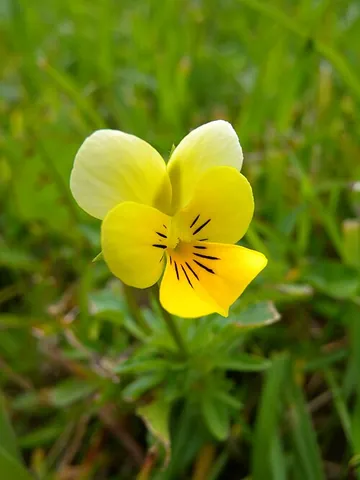 kiss-her-in-the-buttery: synonym of wild pansy (“Viola tricolor, a European wildflower with medicinal properties, which was...