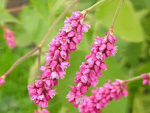 kiss-me-over-the-garden-gate: a flowering plant of species Persicaria orientalis