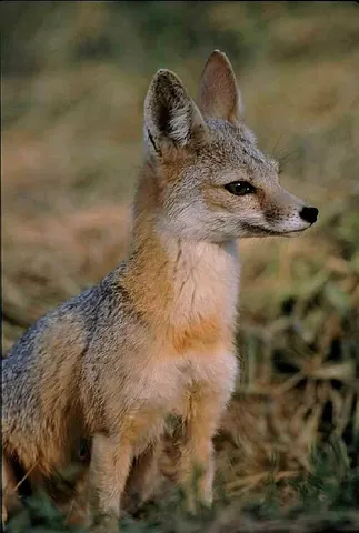 kit fox: vulpes macrotis, a species of fox found in the Southwestern United States and Mexico
