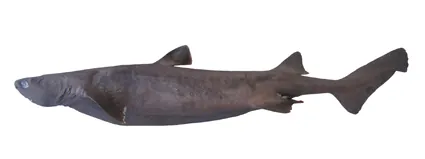 kitefin shark: a small sharks of the family Dalatiidae, especially of species Dalatias licha
