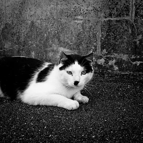 kitler: a cat that resembles Adolf Hitler, dictator of Germany from 1933 to 1945