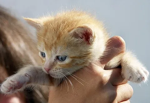kitten: a young cat, especially before sexual maturity (reached at about seven months)