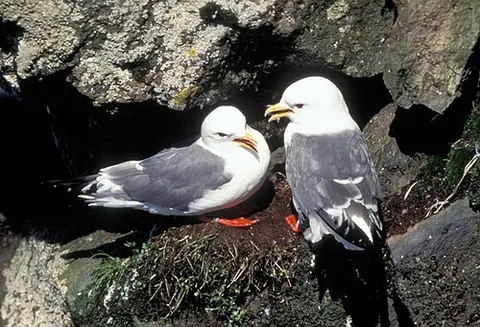 kittiwake: either of two small gulls in the genus Rissa of the family Laridae that nest in colonies on sea...