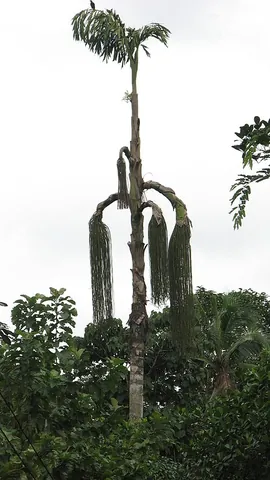 kittul: a palm of species Caryota urens, native to the Indian subcontinent and Southeast Asia that yields a...