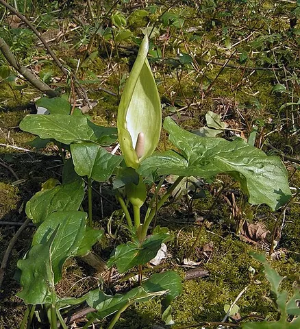 kitty-come-down-the-lane-jump-up-and-kiss-me: a flowering plant of the species Arum maculatum