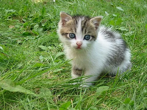 kitty: a young cat; a kitten
