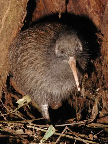 kiwi: a flightless bird of the order Apterygiformes native to New Zealand