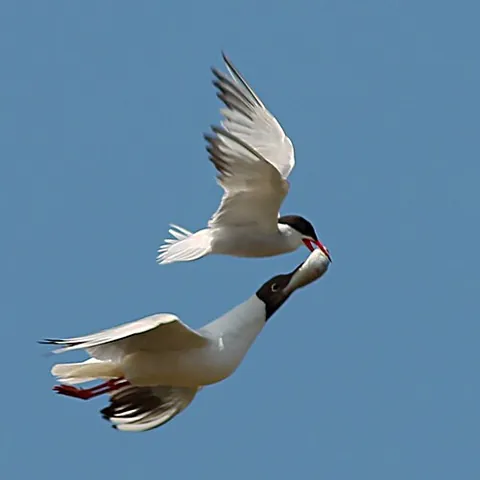 kleptoparasitism: the parasitic theft of captured prey, nest material, etc., from animals of the same or another...