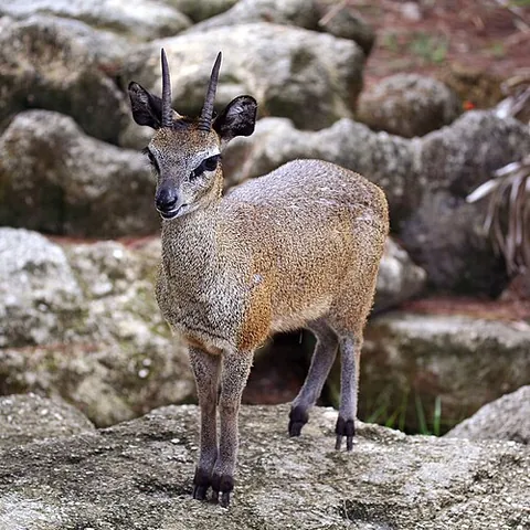 klipspringer: a small antelope native to eastern and southern Africa having a dense, brown, speckled coat...
