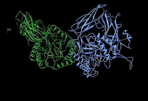 klotho: a transmembrane protein, a novel β-glucuronidase, that, in addition to other effects, provides some...